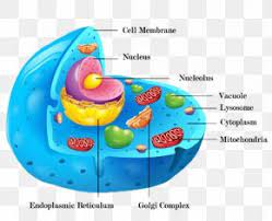 Check spelling or type a new query. Cxe8lxb7lula Animal Cell Membrane Plant Cell Png 1024x821px Animal Anatomy Biological Membrane Biology Cake Download Free