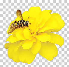 Lebah madu gambar pixabay unduh gambar gambar gratis unduh gambar gambar gratis yang menakjubkan tentang lebah madu untuk digunakan gratis tidak ada atribut yang di perlukan lebah bi kartun madu 60 73 14 lebah madu tawon lucu 7 1 6 lebah selalu merapatkan 94 72 31 bee di. Bunga Marigold Mekar Mekar Flora Lebah Madu Nektar Bumblebee Bee Pollen Png Klipartz