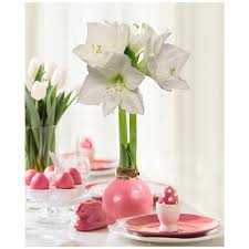We did not find results for: National Plant Network Pastel Pink Waxed White Blooming Giant Amaryllis Bulb 3 Pack Hd9109 The Home Depot
