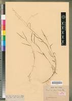 Image result for Panicum aequinerve