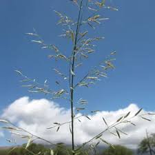 Image result for Eragrostis habrantha