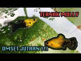 Belajar Ternak Ikan Molly Dari Sang Master Fachri Aquatic Youtube