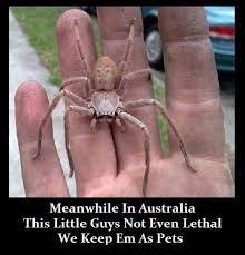 B Scared Of Spiders B Maybe Score Australia Off Your Bucket List Scared Of Spiders Australia Funny Scary Animals
