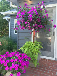 We did not find results for: Bougainvillea Tree Patio Flowers Potted Plants Full Sun Potato Vine Petunia Pot Potted Plants Outdoor Potted Plants Full Sun Patio Flowers