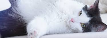 Summing up exotic pet insurance. Rspca Cat Insurance Get A Quote Rspca