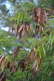 Image result for Leucas oligocephala