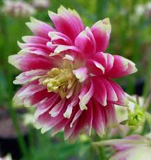 Columbines have been grown in gardens for centuries, and are among the most popular of perennials. Aquilegia Vulgaris Nora Barlow Caragh Nurseries