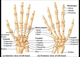 bone anatomy of hand and wrist hand and wrist bones human