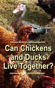 Can Chickens And Ducks Live Together Backyard Poultry Chickens Backyard Best Egg Laying Chickens Chickens