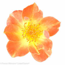 Image result for Rosa sp.