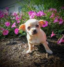 If you are looking to adopt or buy a chihuahua take a look here! Chihuahua Puppies For Sale Lancaster Puppies