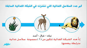شبكات الغذاء علوم الصف الرابع الابتدائي مصر منهج قديم Youtube