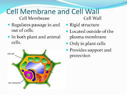 We did not find results for: Ppt Cell Parts Organelle And Plasma Membrane Powerpoint Presentation Id 2887406