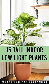 15 Tall Indoor Low Light Plants In 2020 Tall Indoor Plants Low Light House Plants Indoor Plants Low Light