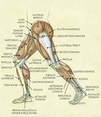 Human anatomy for muscle, reproductive, and skeleton. Kompozitorius Paskirti Dizaineris Leg Structure Yenanchen Com