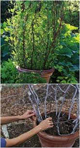 All gifts gifts by gardener flower gardeners jardin round obelisk 7'. 20 Easy Diy Trellis Ideas To Add Charm And Functionality To Your Garden Diy Crafts