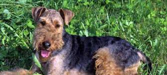 Es besteht aus hochwertigem baumwollmaterial. Welsh Terrier Hunderassen Lexikon