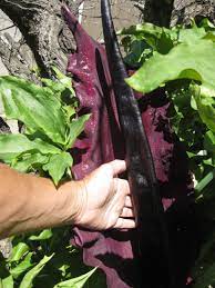 Voodoo Lily Corpse Flower Plant Leaves Landscaping Plants