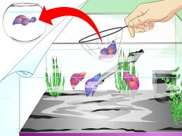 However, before you add any other species, it is important to find out whether it is compatible with guppy fish or not. How To Make A Female Betta Community With Pictures Wikihow