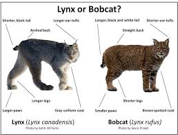 Researcher Wants Your Bobcat Or Lynx Photos Bobcat Lynx Lynx Habitat
