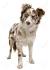 Peachy Keen Border Collies