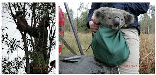 Image result for koalas