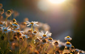 Everyone thinks filmmaking is a grand adventure — and sometimes it is. Wallpaper The Sun Flowers Background Wallpaper Daisy Wallpaper Flowers Widescreen Flowers Background Full Screen Hd Wallpapers Widescreen Images For Desktop Section Cvety Download