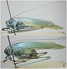 Image result for Orthoclada africana