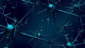 Human Neuron 3d Model 3d Model Neurons 3d Anatomy