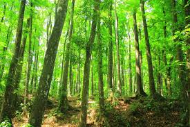 Scopri ricette, idee per la casa, consigli di stile e altre idee da provare. Wisata Alam Hutan Lindung Sesaot Lombok Rental Mobil Lombok