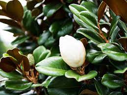 Starting a magnolia tree from cuttings produces trees much faster than seedlings. Teddy Bear Magnolia Dallas Texas Treeland Nursery