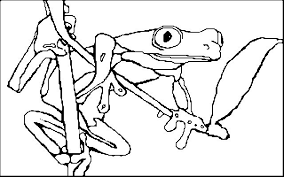 Pin By Jo Joe S Tatz On Frogs Frog Coloring Pages Coloring Pages Red Eyed Tree Frog