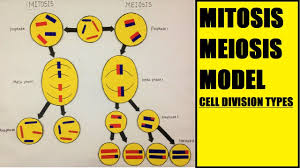 Find professional cell division videos and stock footage available for license in film, television, advertising and corporate uses. Mitosis And Meiosis Model Cell Division For School Science Exhibition Diy School Project Working And Non Working Models For Science Exhibitions Or Science Fair