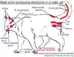 Most often, cats who spray are reproductively intact males (toms) but females do sometimes spray. Is It Possible For A Cat Spray To Have No Odor We Have Cat Butt High Yellow Areas On White Curtains But There Is No Smell Whatsoever Quora