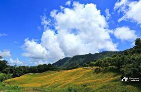 遊記 花蓮縣 玉里鎮赤科山 千噸神龜 三巨石 汪家古厝 萱園居 小台灣 金針大道 富里鄉六十石山 小瑞士觀景台 忘憂亭一覽金針花 海 銀河 雲海 琉璃光 雨曝 夕陽斜射光 日出火燒雲美景 交通 租機車 住宿 火車 拍攝地圖 拍攝點 即時花況 即時影像