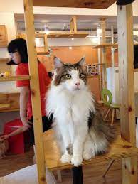 Patrons can sit and drink beverages while after retiring as a dancer with the carolina ballet last year, newton started work at downtown raleigh bakery and coffee shop lucettegrace. Hongdae Bread Is Best