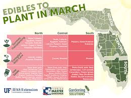 Eat the leaves while they're still young; Florida Edibles To Plant In March