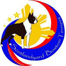 And don't forget the puppyspin tool, which is another fun and fast way to search for puppies for sale in indiana, usa area and dogs for adoption in indiana, usa area. Scotlandyard Boston Terriers Philippines Home Facebook