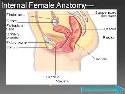 This diagram depicts internal female anatomy pictures with parts and labels. October 5 Th 2015 Entry Task Sketch And