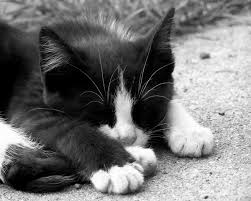 Similar to the white and black pool ball.; Black And White Kitten By Horsehead520 On Deviantart