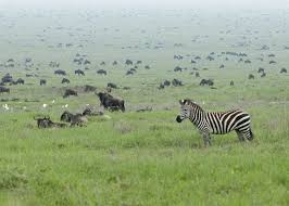 Image result for serengeti