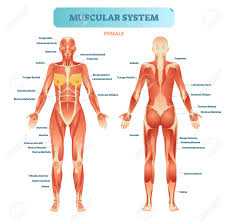Label the indicated anterior muscles of the body. Female Muscular System Full Anatomical Body Diagram With Muscle Scheme Vector Illustration Educational Poster Royalty Free Cliparts Vectors And Stock Illustration Image 100867242