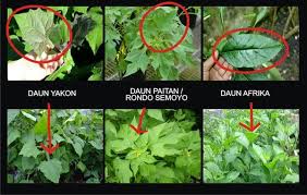 Atau, agar rasa pahitnya sedikit berkurang, seduh daun afrika dengan air panas. Jual Teh Daun Insulin Yakon Di Lapak Kurumi Bukalapak