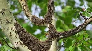 Egg cases can be seen easily once leaves drop from trees in fall. Tent Worms How To Get Rid Of Tent Caterpillars