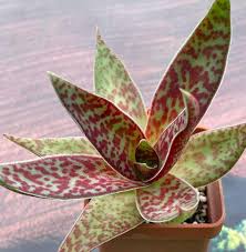 Image result for Crassula alba