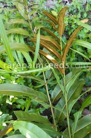 Image result for Acrostichum aureum