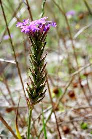 Image result for Verbena aristigera