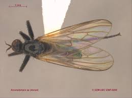 Image result for Brachystegia stipulata