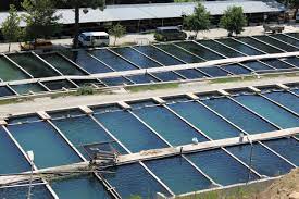 Around 2,000 power outages a year happen because trees touch or grow to close to the power lines. Fish Farm Free Stock Photo Public Domain Pictures
