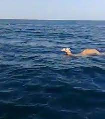 John weaves a tale of swashbuckling adventure, replete. Camels Swim In The Ocean As They Migrate Video Travel Nigeria